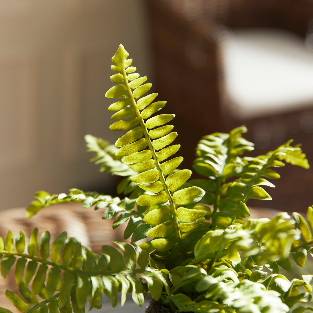 Boston Fern Drop-Ins, Set Of 3