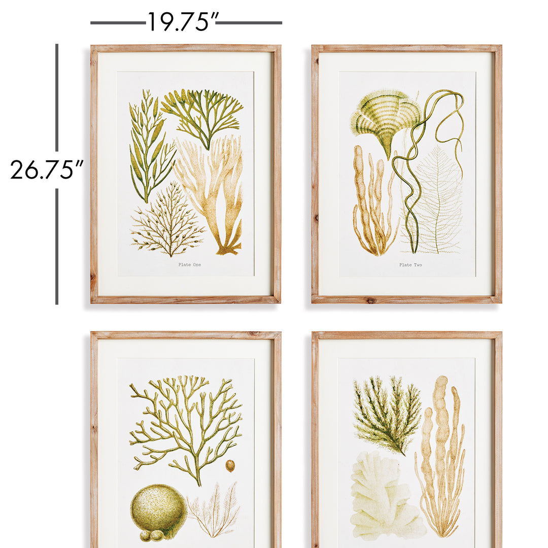 Verdant Coral Study, Set Of 4