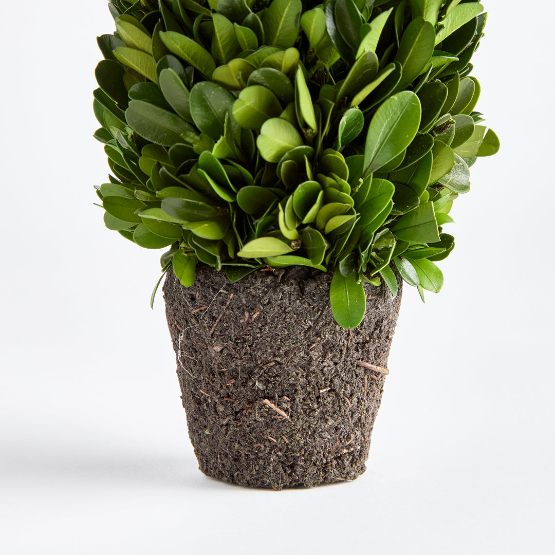 Boxwood Cone Topiary Drop-In 12"