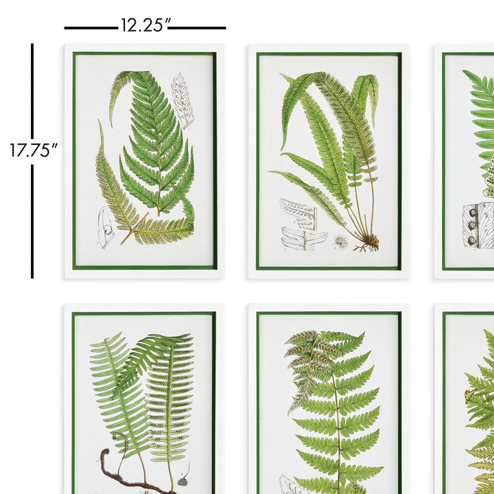 Layered Fern Prints, Set Of 6