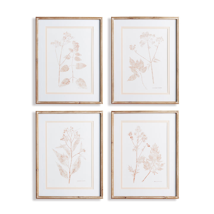 Blush Botanical Study, Set Of 4