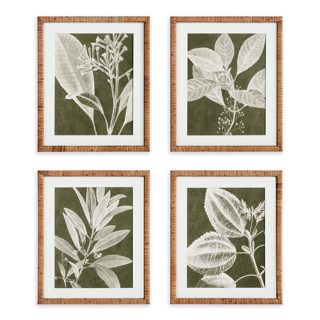 Translucent Stem Prints, Set Of 4