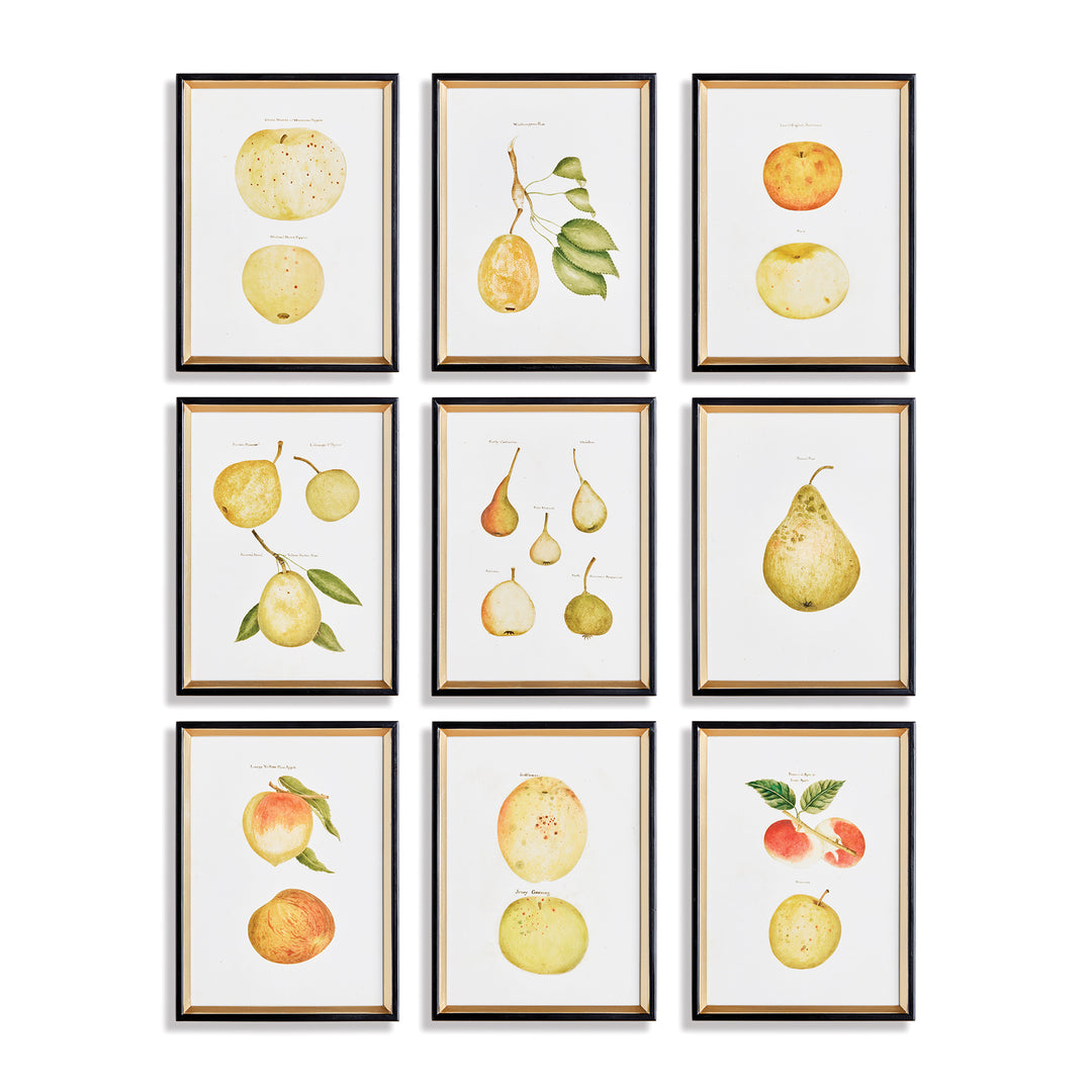 Assorted Fruits Study, Set Of 9