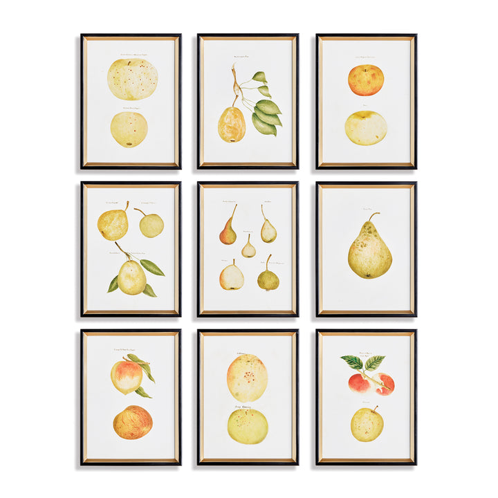 Assorted Fruits Study, Set Of 9