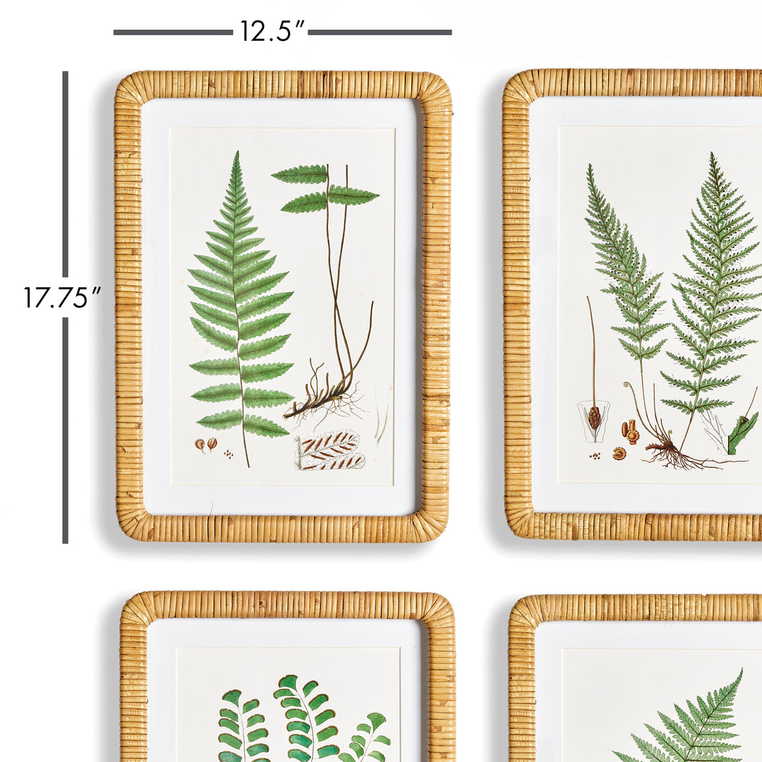 Forest Fern Prints, Set Of 4