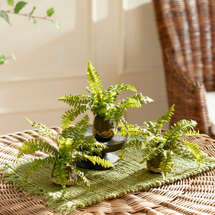 Boston Fern Drop-Ins, Set Of 3