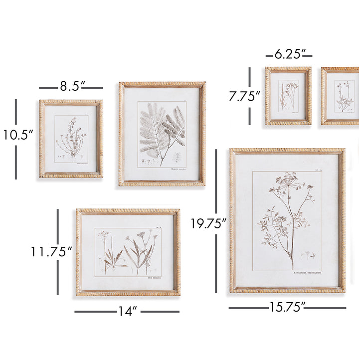 Botanical Study In Sepia, Set Of 9