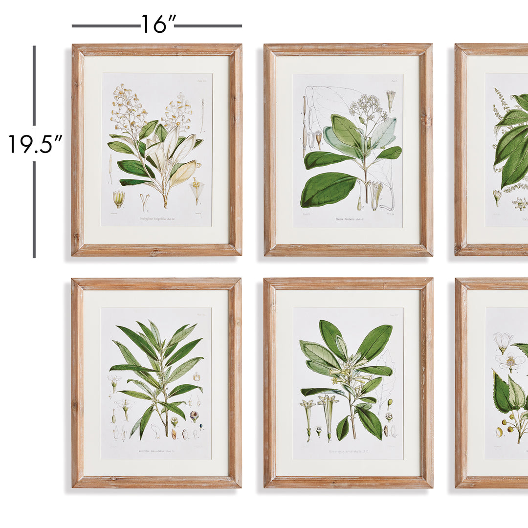 Classic Flower And Leaf Study, Set Of 6