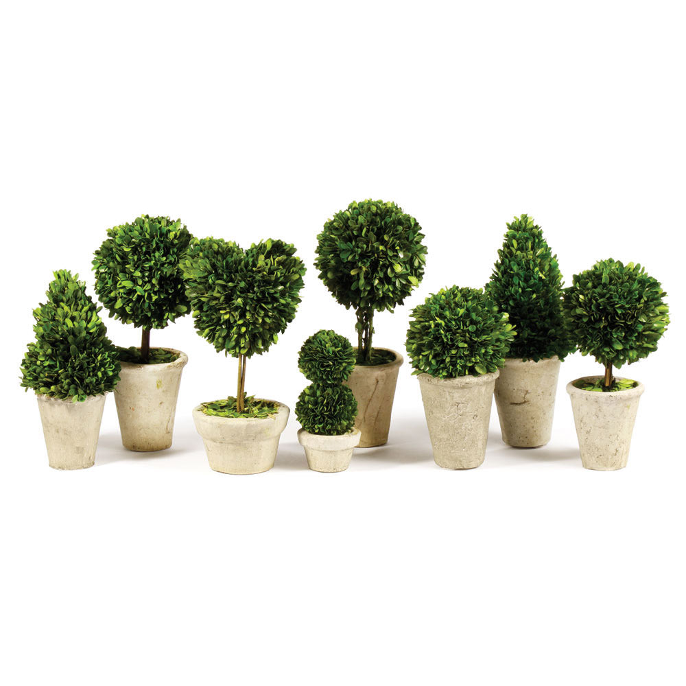 Boxwood Topiaries In Pots, Set Of 8