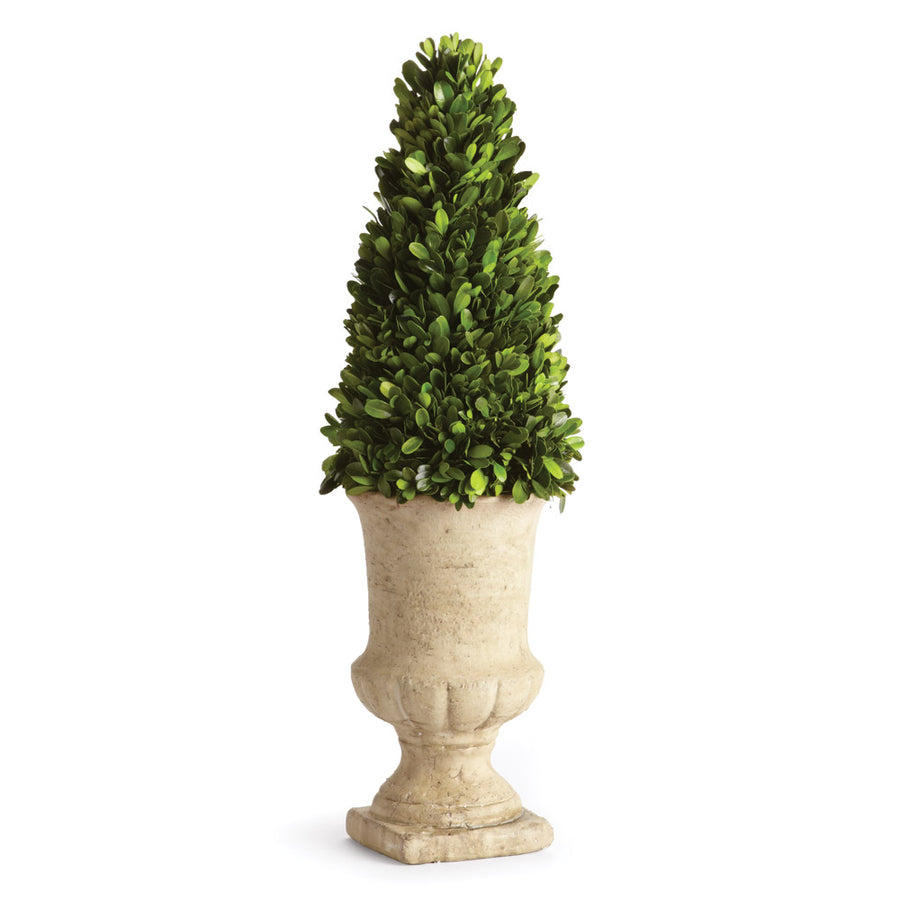 Boxwood Cone Topiary In Urn 24"