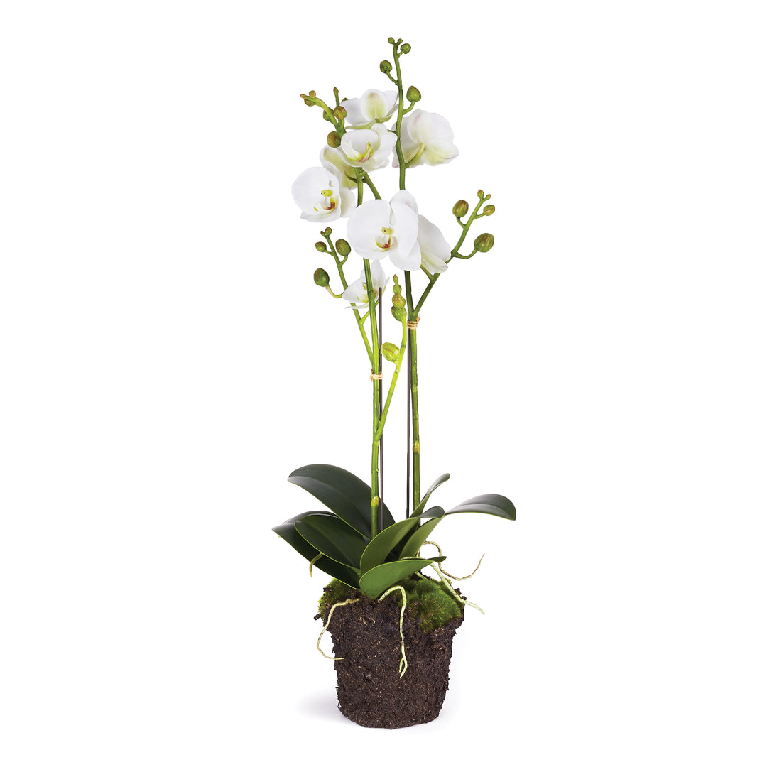 Phalaenopsis X 2 Drop-In 23"