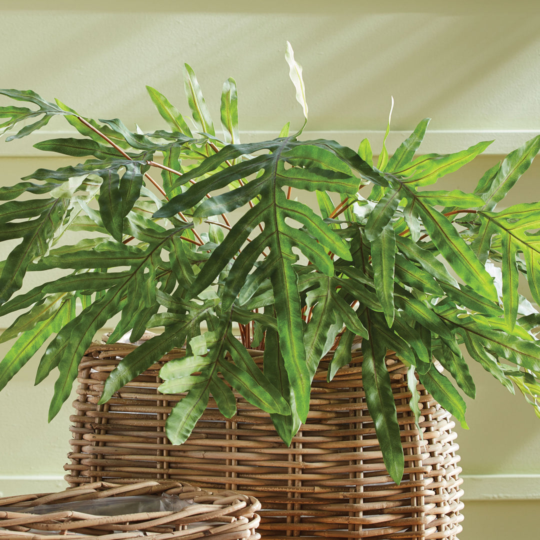 Hare'S Foot Fern Potted 36"