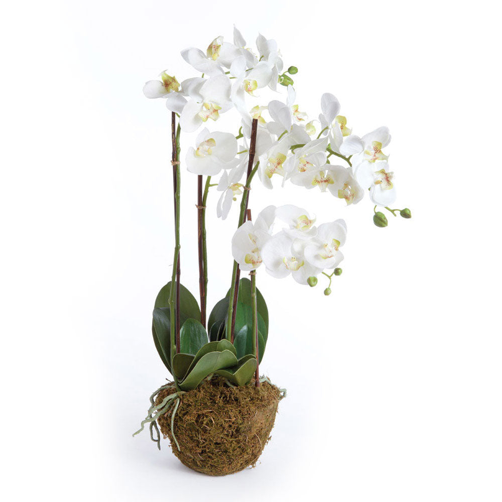 Phalaenopsis Orchid Drop-In 30"