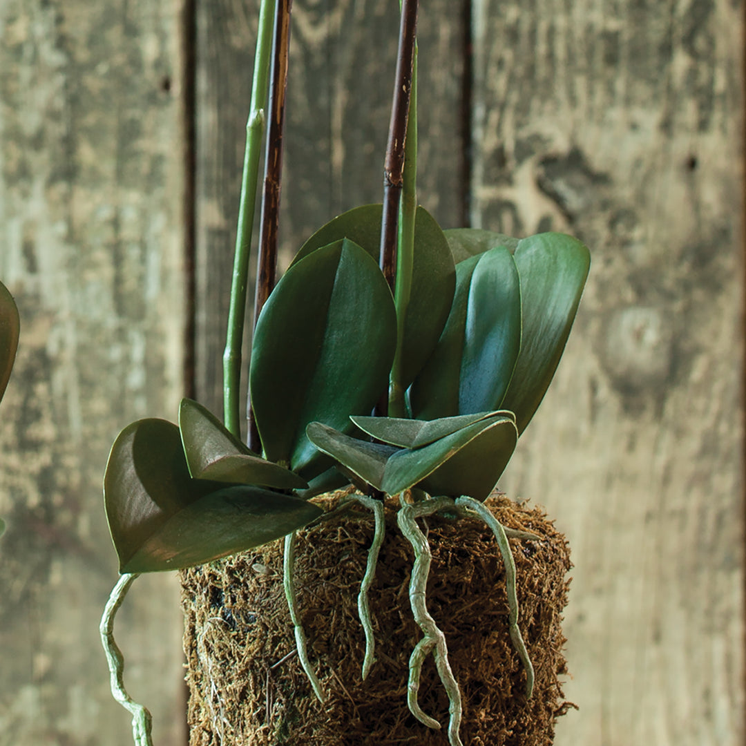 Phalaenopsis Orchid Drop-In 23"