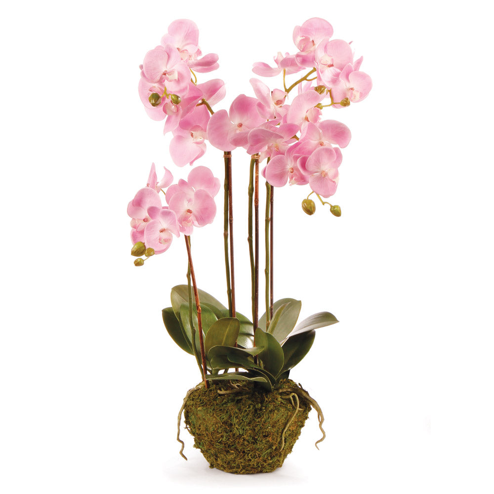 Phalaenopsis Orchid Drop-In 23"