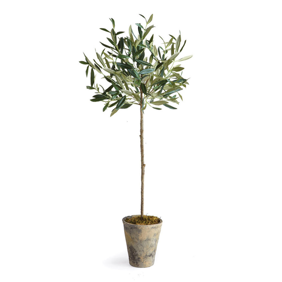 Olive Tree Potted 30"