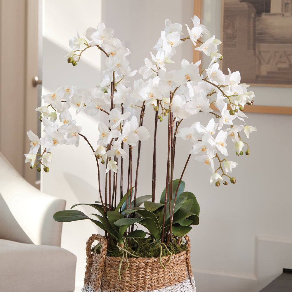 Phalaenopsis Orchid Drop-In 36"