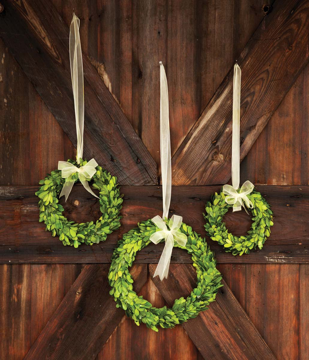 Preserved Boxwood Wreaths with Ivory Ribbon, Set of 3