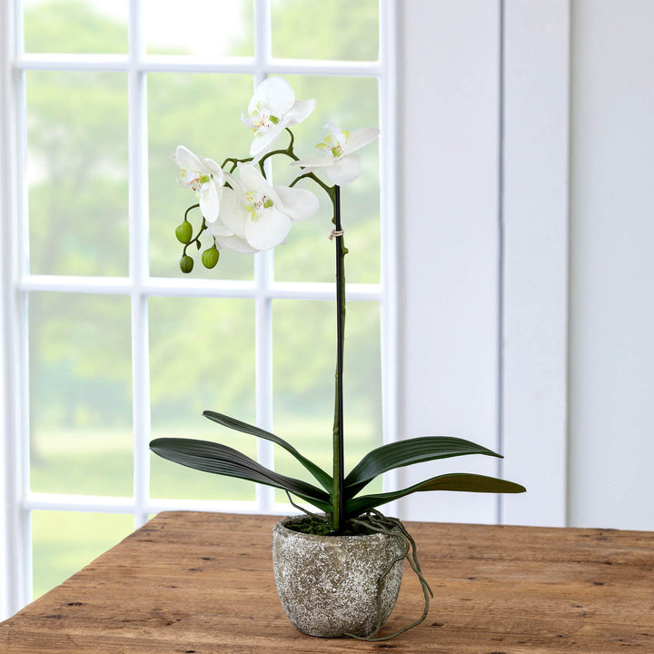 Phalaenopsis Orchid Plant in Concrete Pot, Small