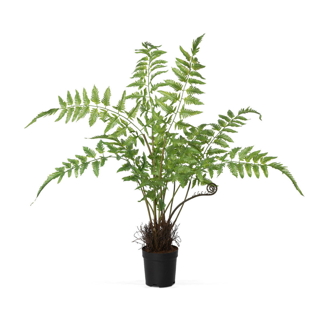 Forest Fern Plant in Growers Pot, Large