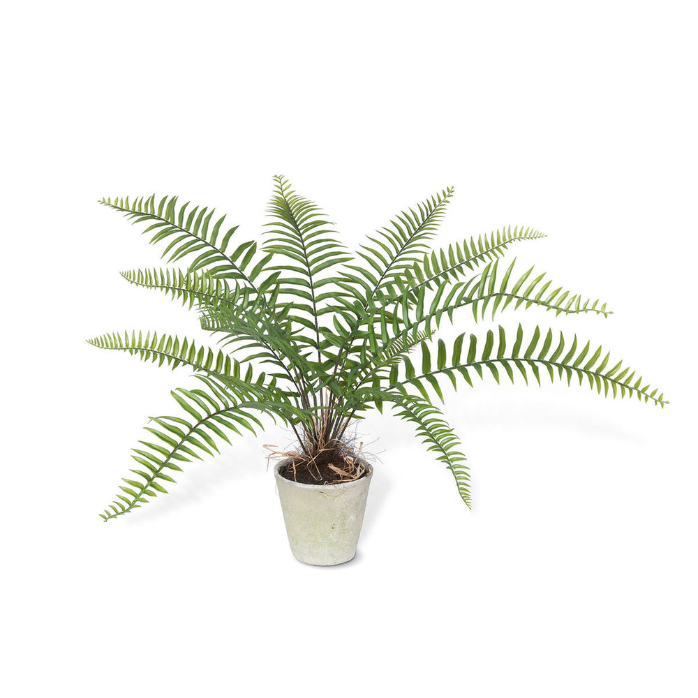 Large Flat Fern, Potted