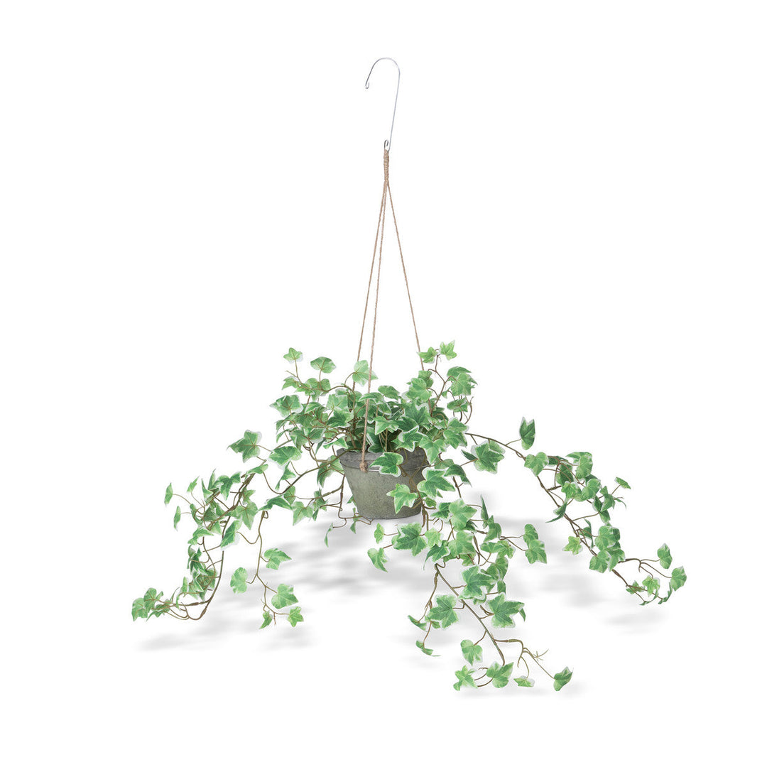 Variegated Ivy Plant, Hanging