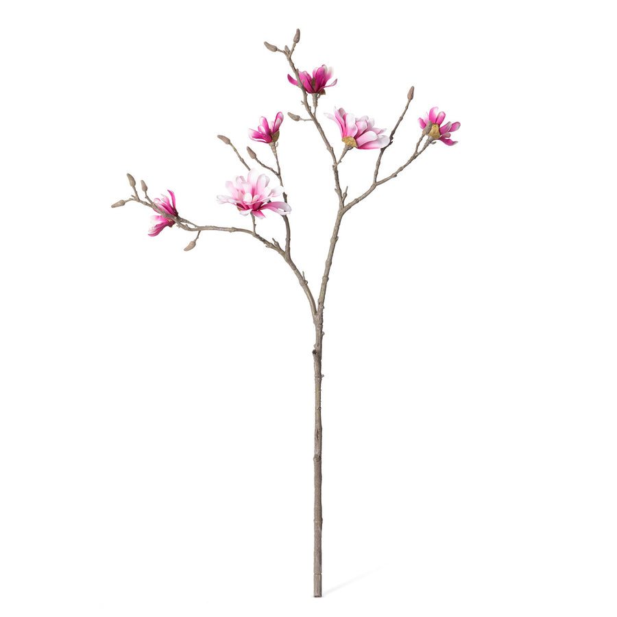 Japanese Magnolia Branch