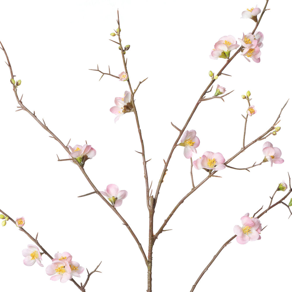 Quince Blossom Branch, Pink