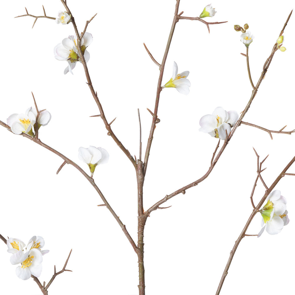 Quince Blossom Branch, White