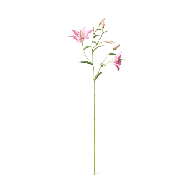 Oriental Lily Stem, Pink