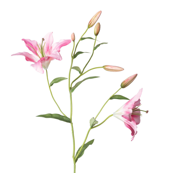 Oriental Lily Stem, Pink