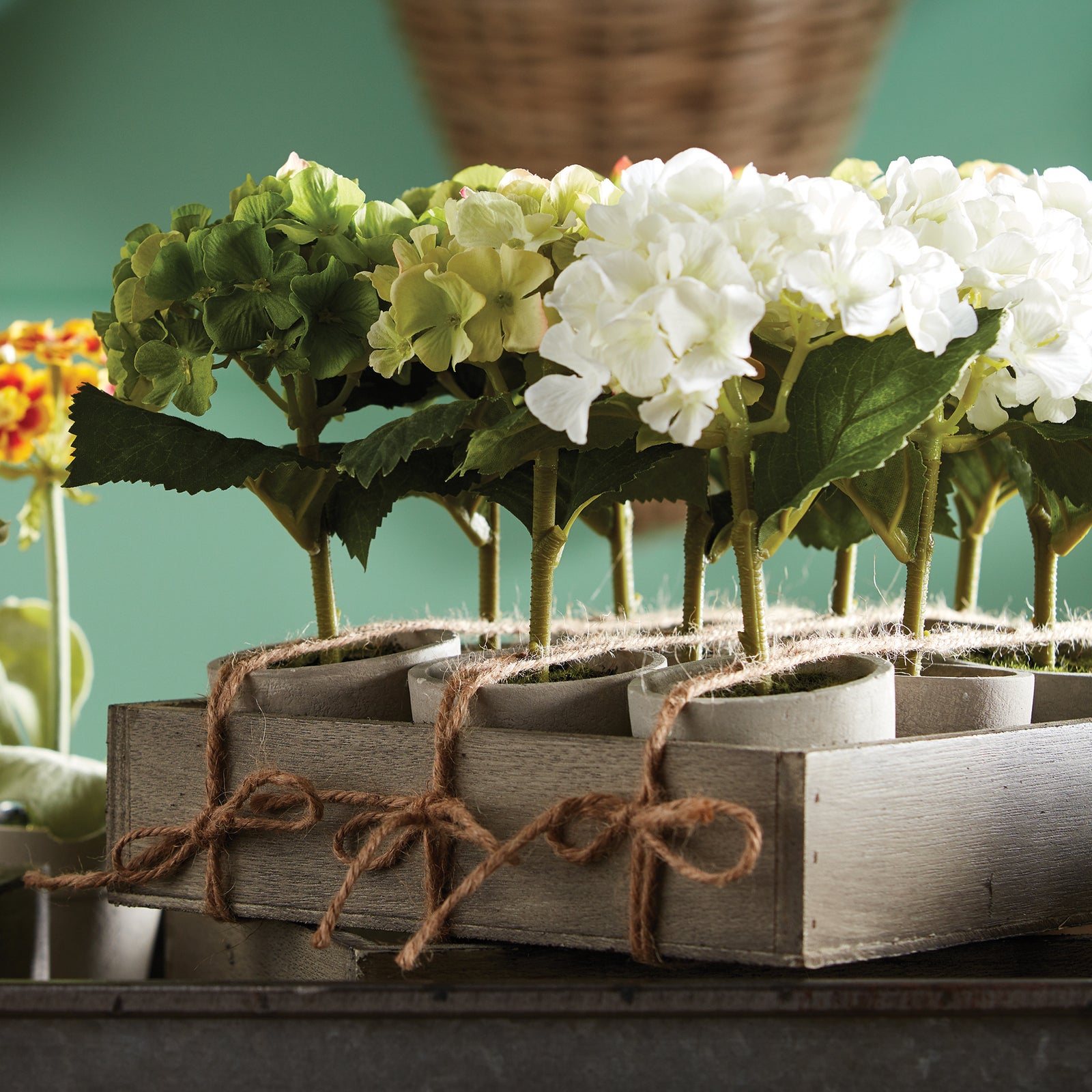 Mini Hydrangea Potted 7, Set Of 12