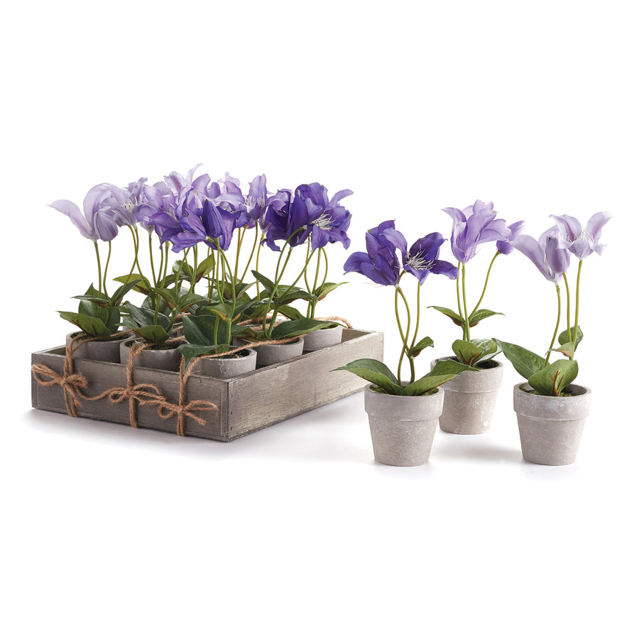 Mini Clematis Potted 7, Set Of 12