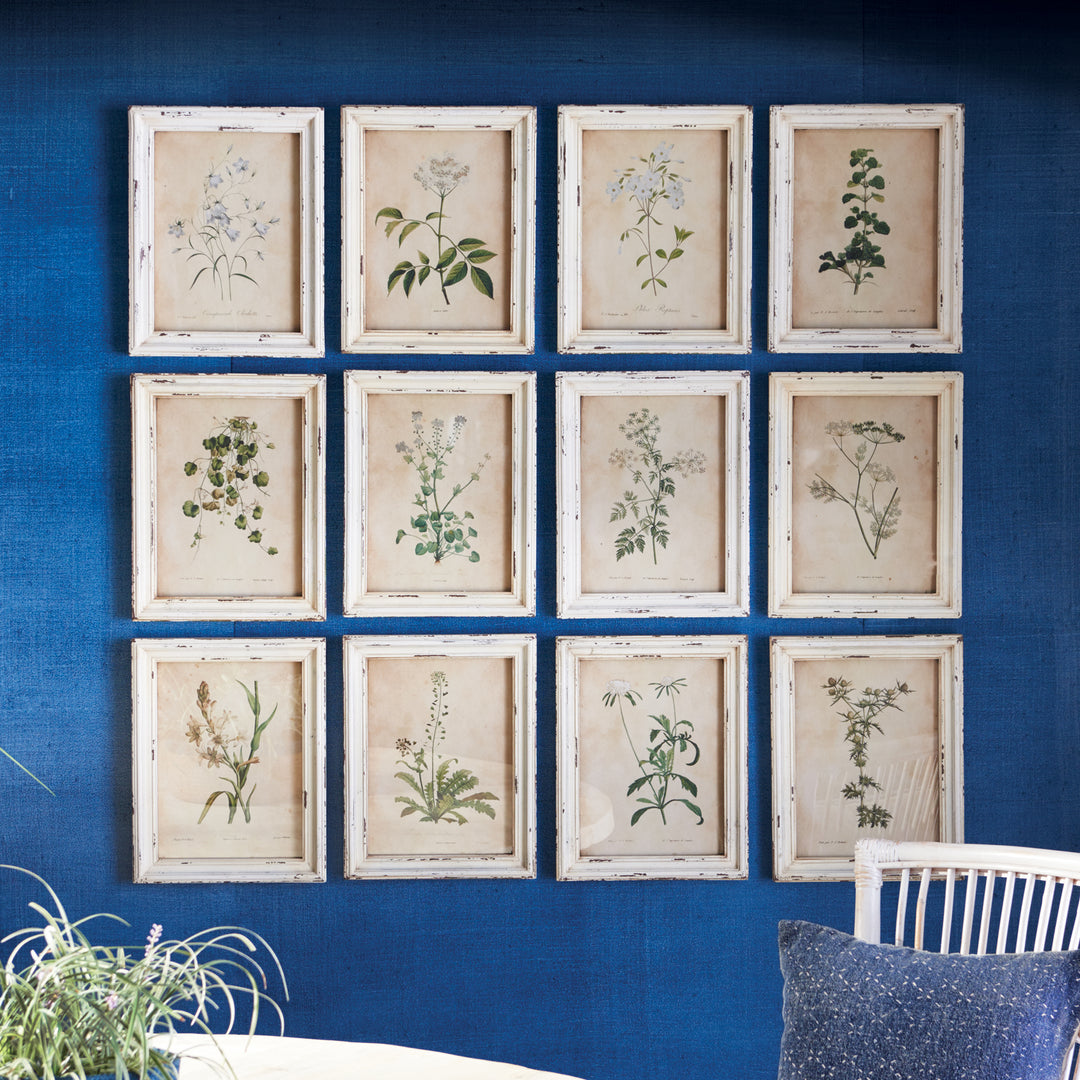 Framed Wild Flower Botanical Prints, Set Of 12