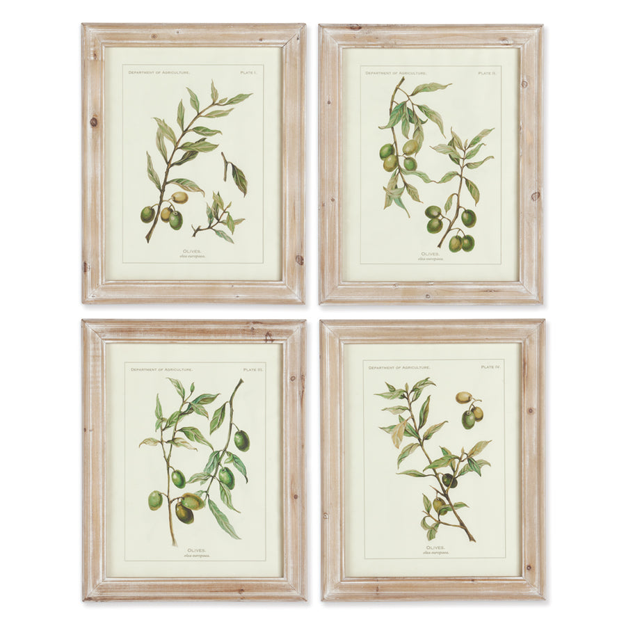 Framed Olive Leaf Botanical Prints, Set Of 4