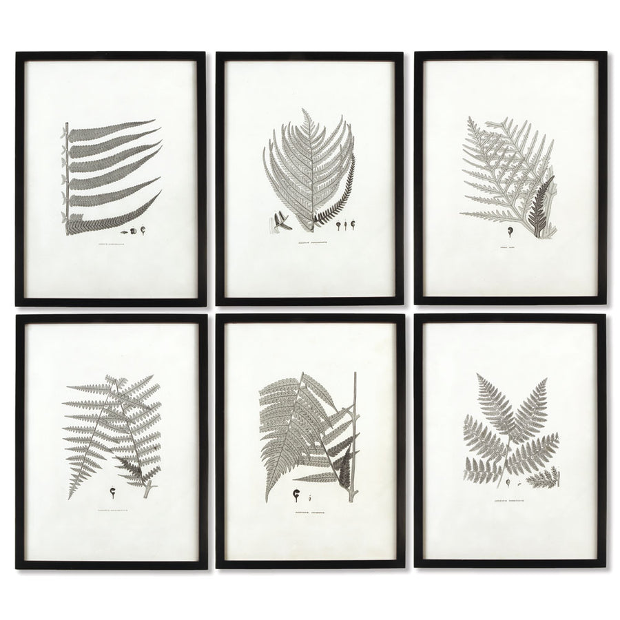 Framed Gray-Tone Fern Prints, Set Of 6