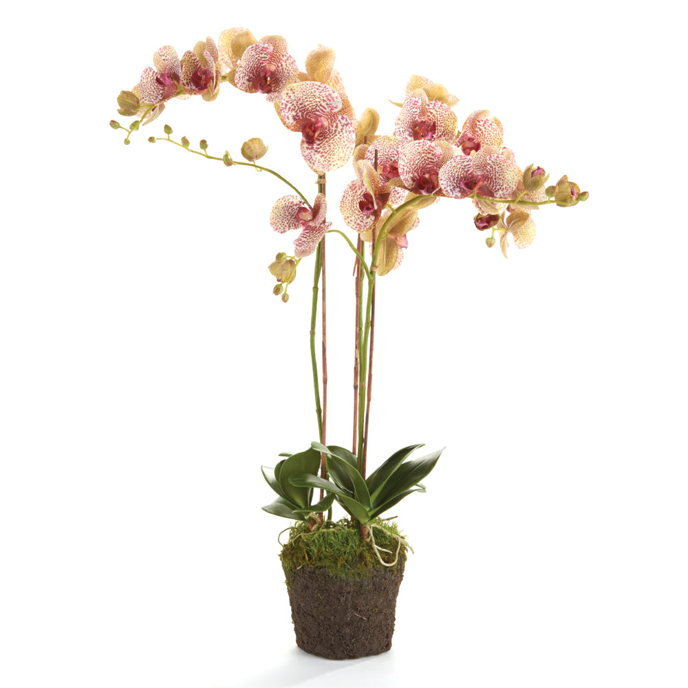 Phalaenopsis Orchid Drop-In 32"
