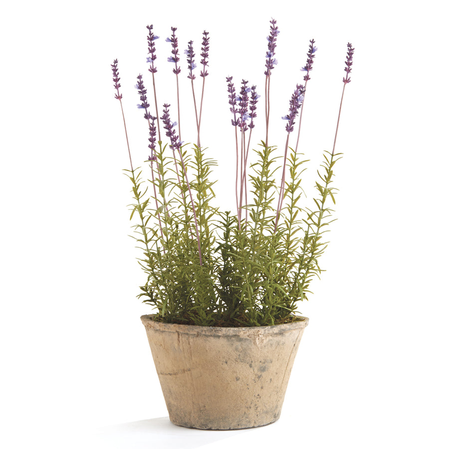 French Lavender Potted 21"