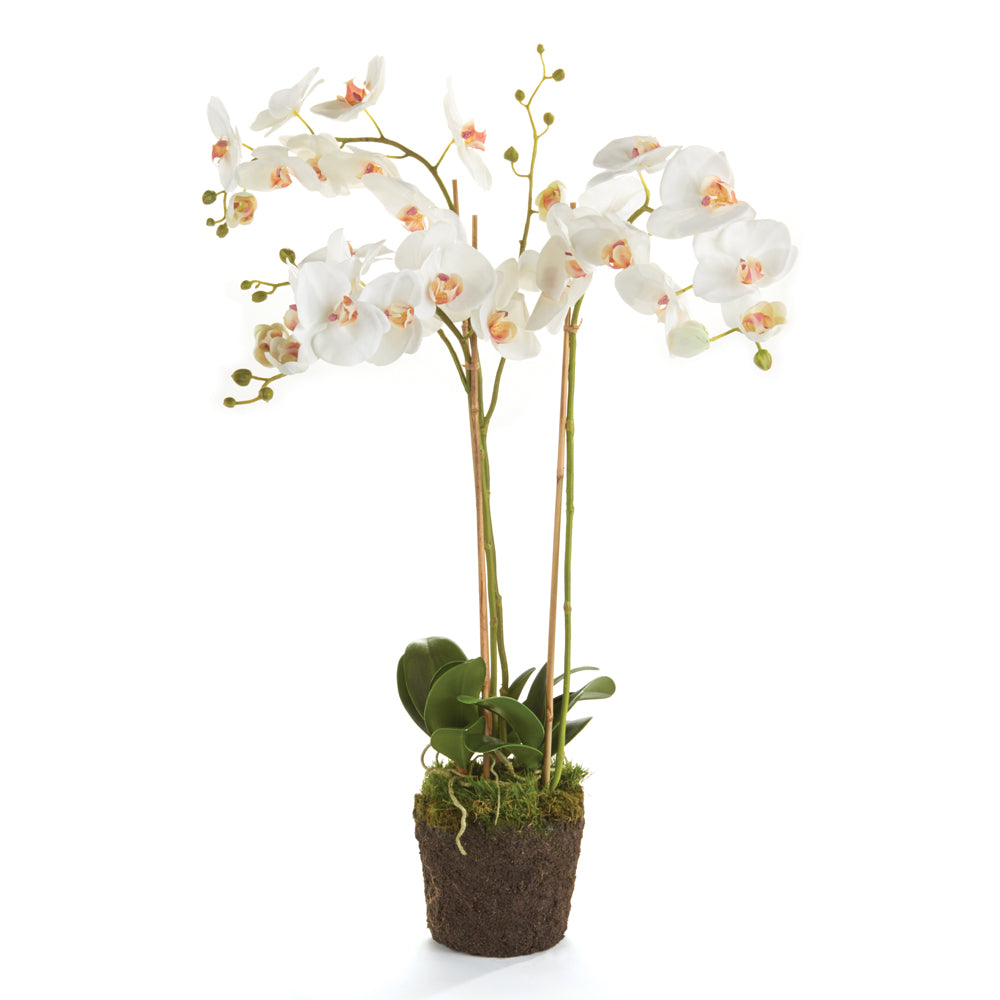 Phalaenopsis Orchid Drop-In 31"