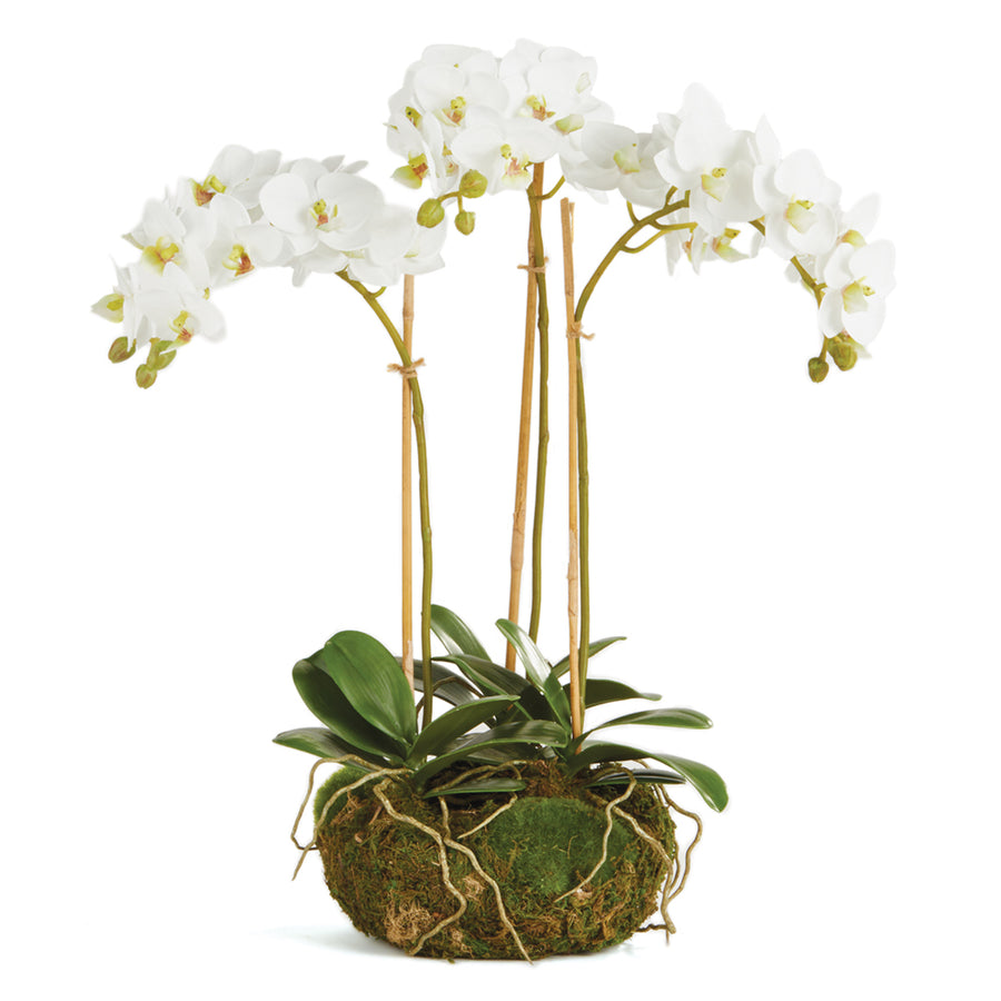 Phalaenopsis Orchid Mini Garden Drop-In 16"