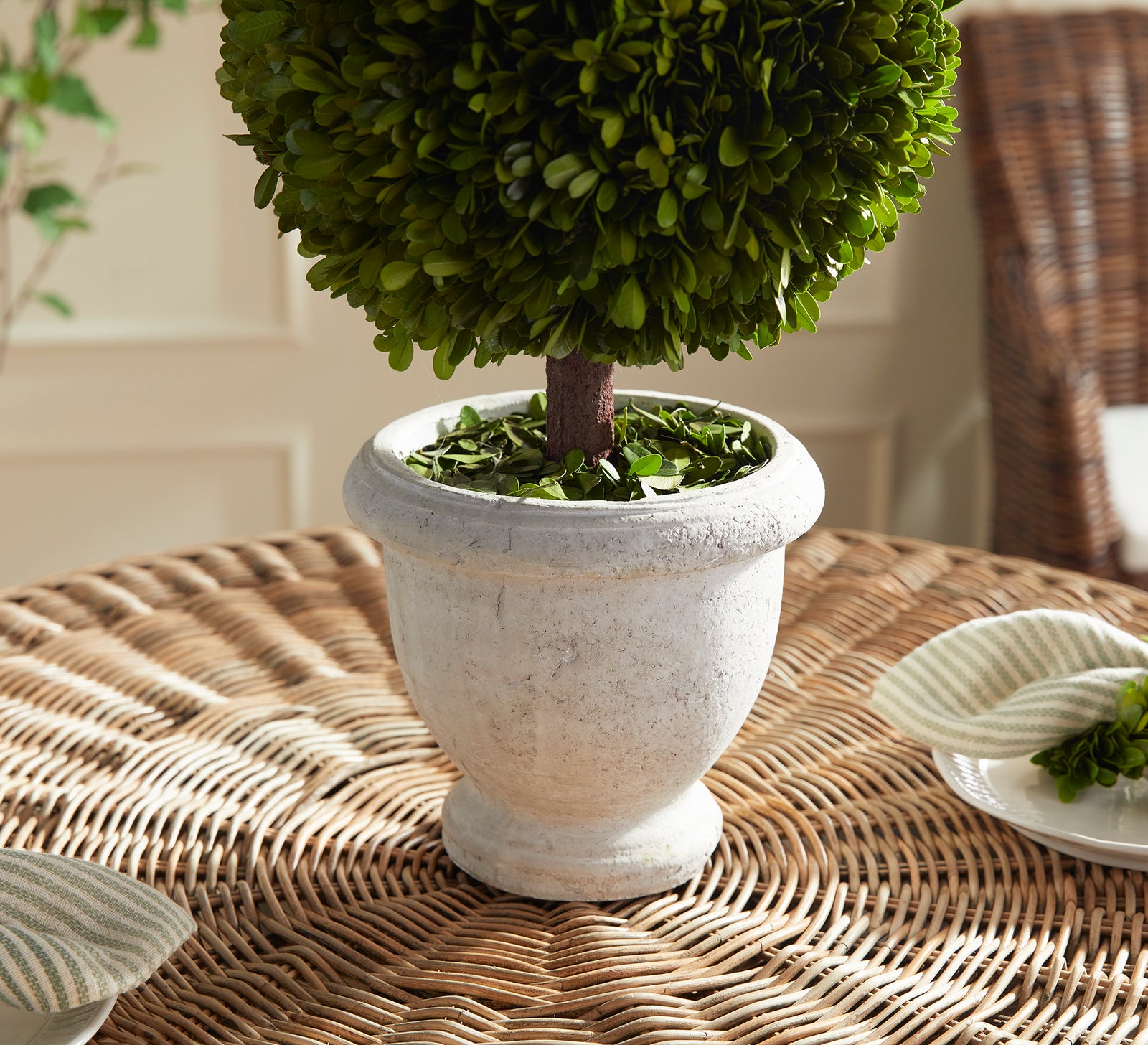 BOXWOOD SINGLE 11" BALL TOPIARY IN POT