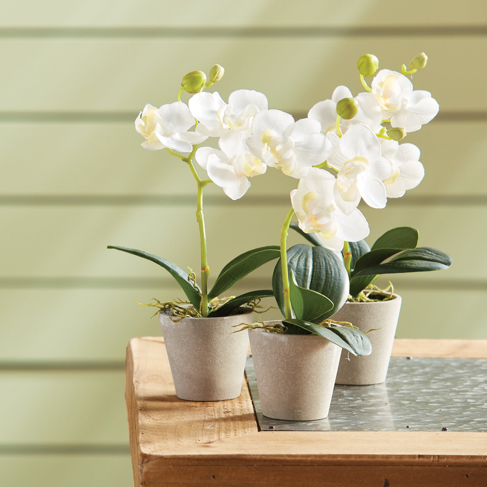 Mini Phalaenopsis 9" Potted