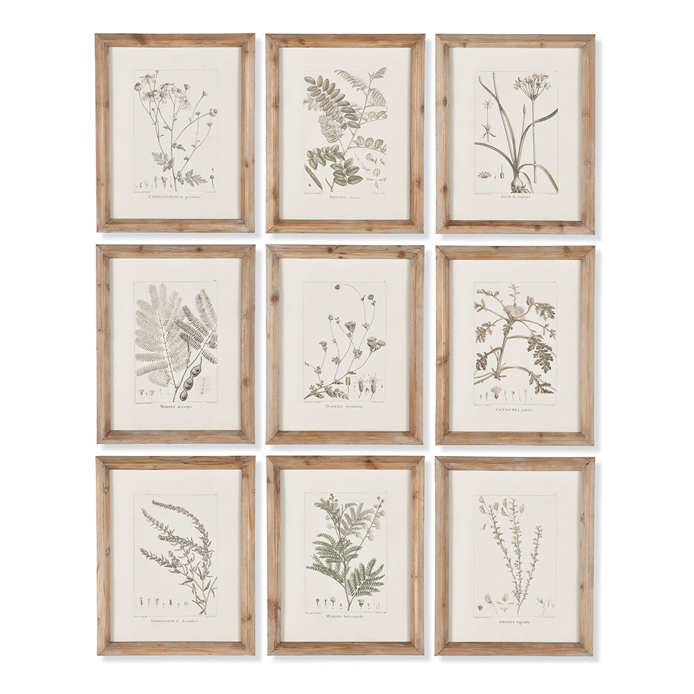Botanical Illustrations, Set Of 9