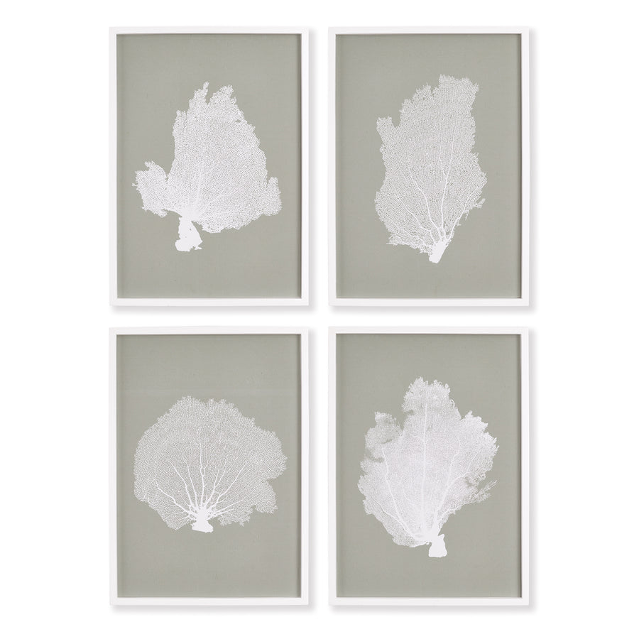 Coral Fans Study, Set Of 4
