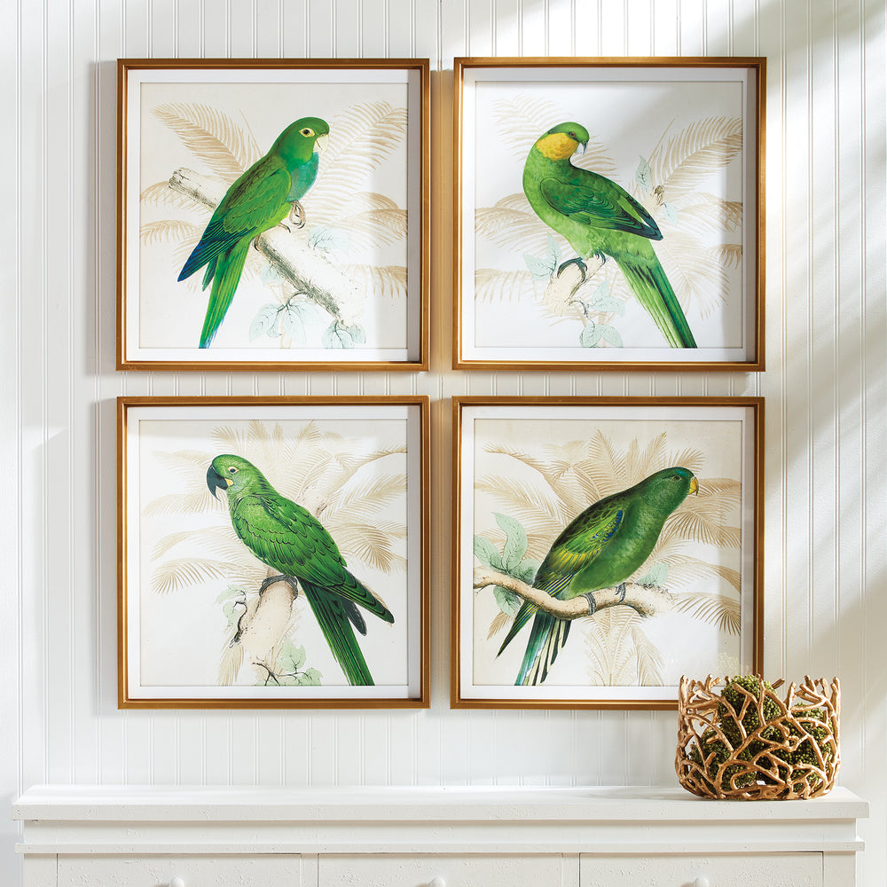 Green Parrots Study, Set Of 4