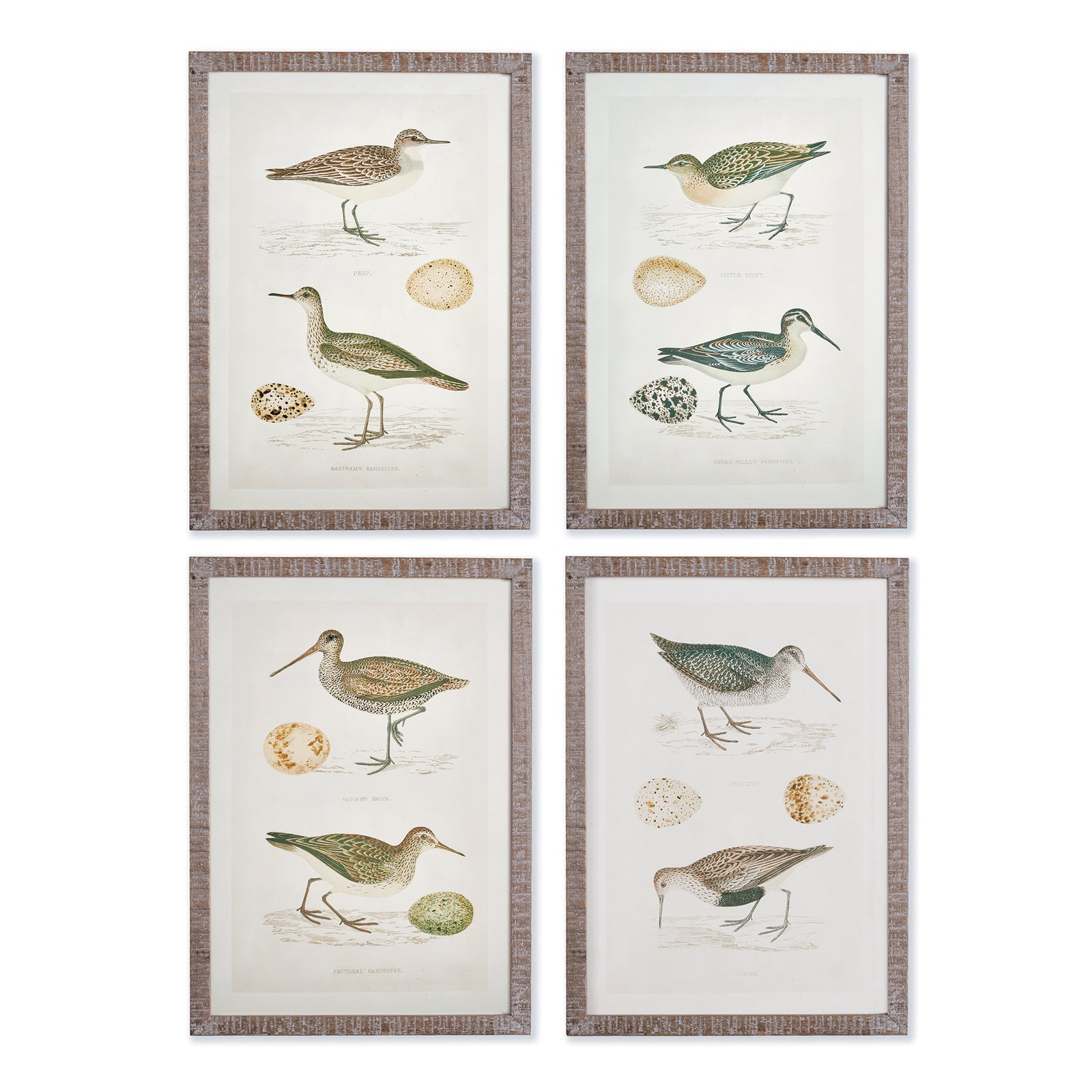 Wall Art - Coastal Birds Study, Set Of 4