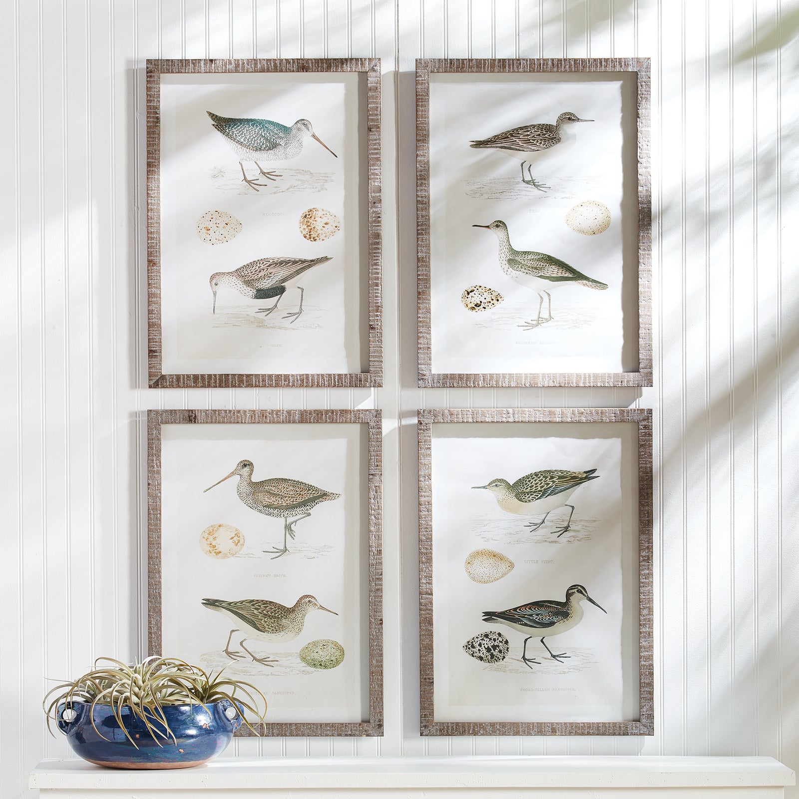 Wall Art - Coastal Birds Study, Set Of 4