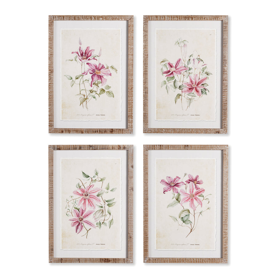 Pink Clematis Prints, Set Of 4