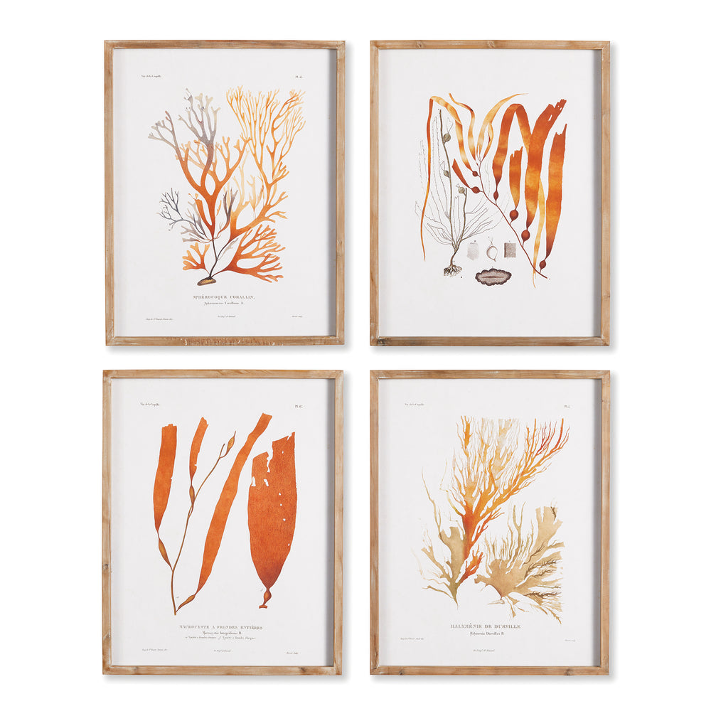 Wall Art - Coral Reef Study, Set Of 4
