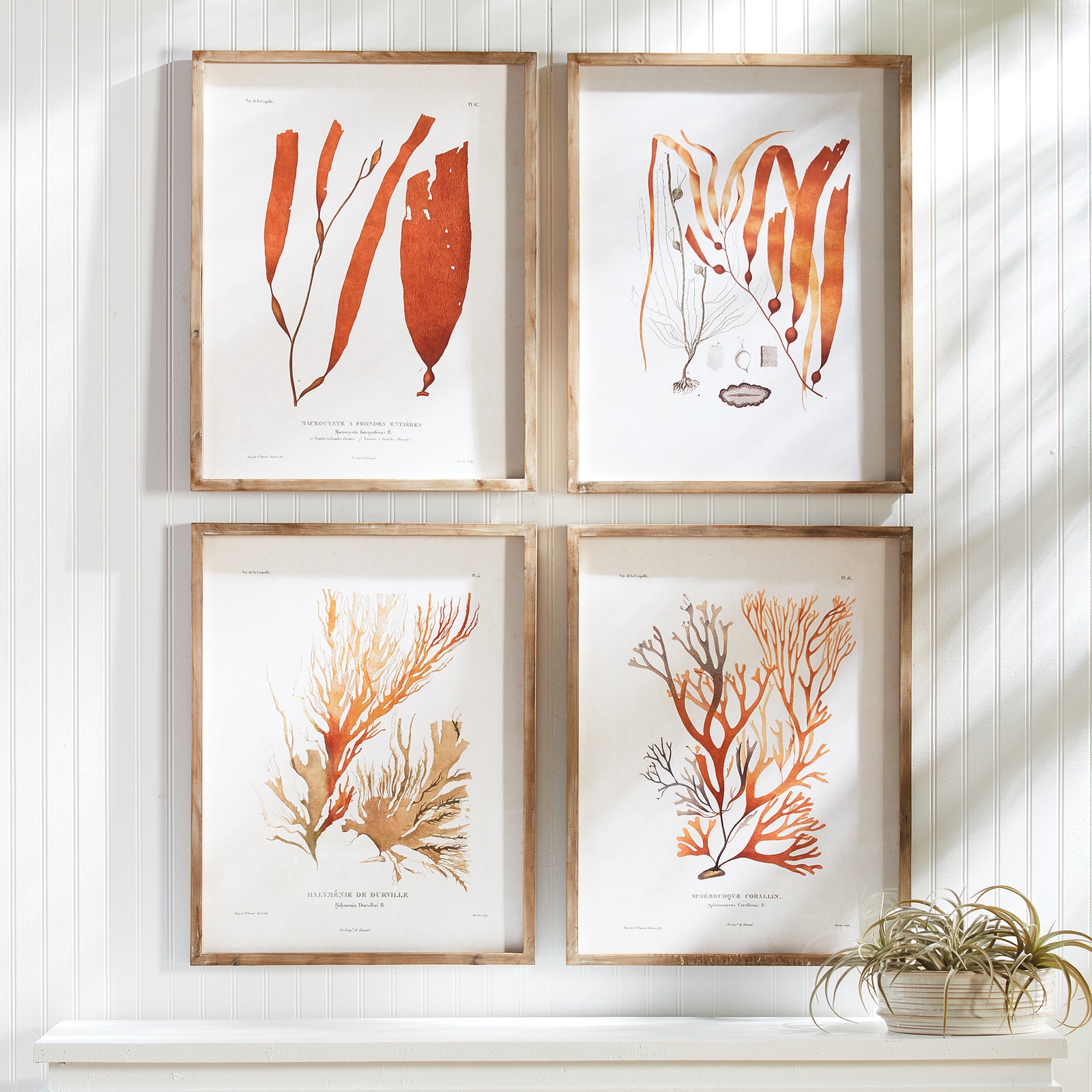 Wall Art - Coral Reef Study, Set Of 4
